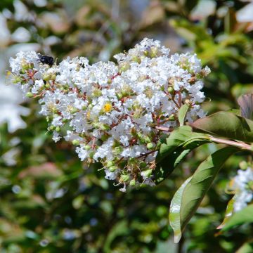 Árvore-de-júpiter White Chocolate - Lagerstroemia indica