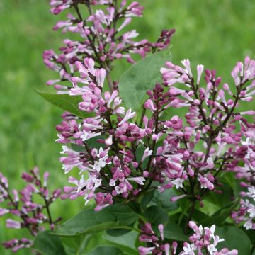 Syringa Baby Kim