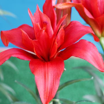 Lírio oriental Bald Eagle