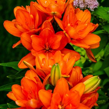 Lírio oriental Hulk