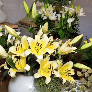 Lírio oriental Catina®