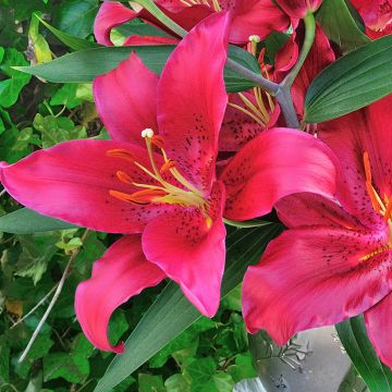 Lírio oriental Ferrero