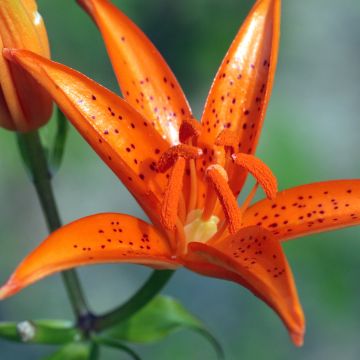 Lilium tsingtauense