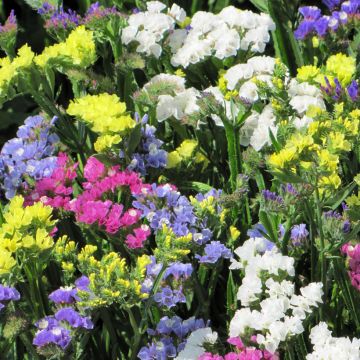 Limonium sinuatum Pacific Mix em sementes