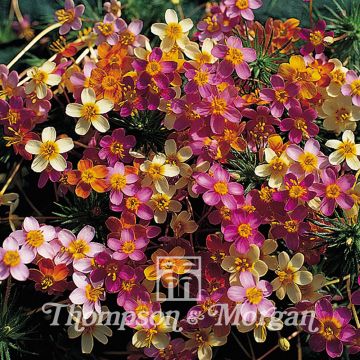 Linanthus androsaceus French Hybrids em sementes