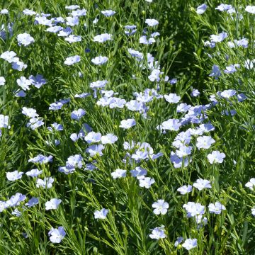 Linum grandiflorum Blue Dress em sementes