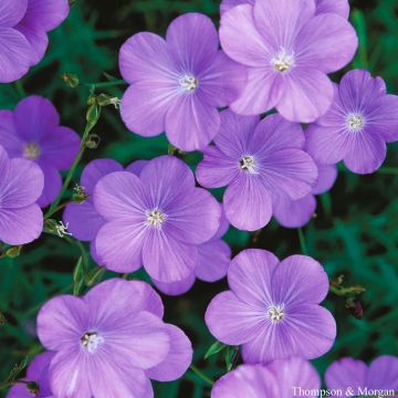 Linum narbonense Heavenly Blue em sementes