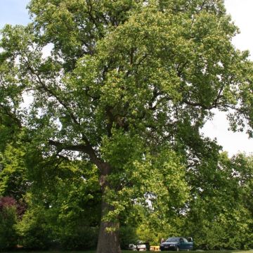 Liriodendron tulipifera