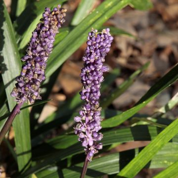 Líriope muscari Royal Purple