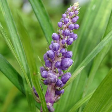 Líriope muscari