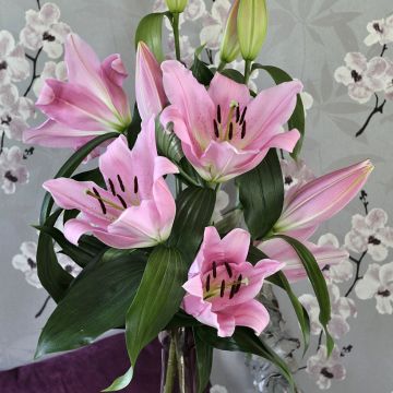 Lírio oriental Bellamonte