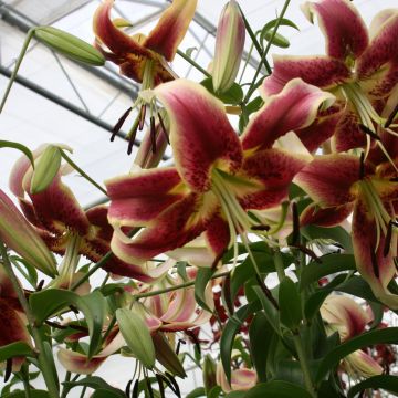 Lírio oriental Scheherazade