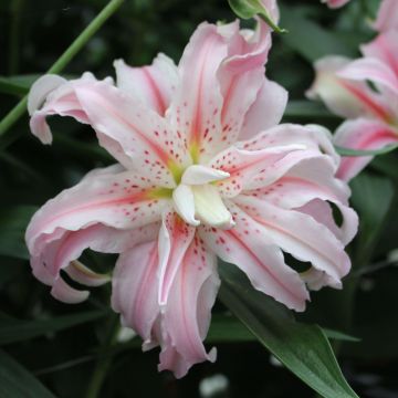 Lírio oriental Broken Heart