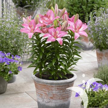 Lírio oriental Rozalynn