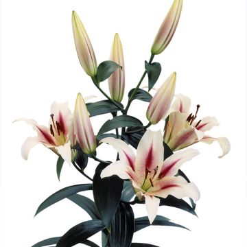 Lírio oriental Nymph