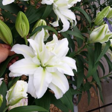 Lírio oriental Roselily Aisha