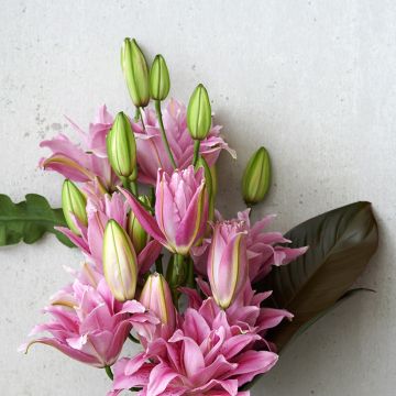 Lírio oriental Roselily Viola