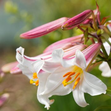 Lírio-real - Lilium regale