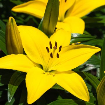 Lírio oriental Fuenta