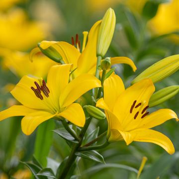 Lírio oriental Kesla