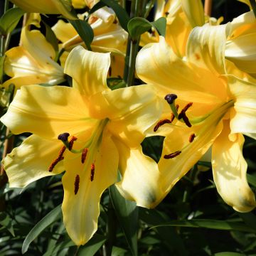 Lírio oriental Corcovado®