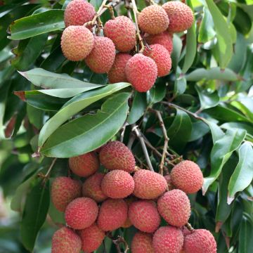 Lichieira Kwai May Pink - Litchi chinensis