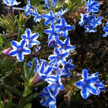 Lithodora diffusa Star
