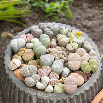 Lithops Pebble Plants Mixed em sementes