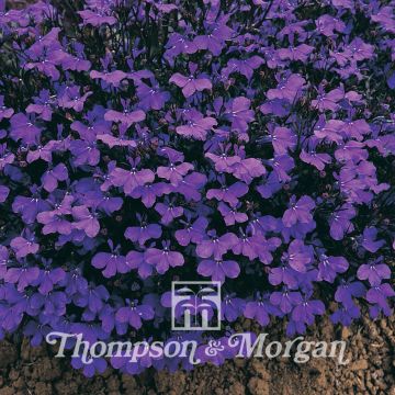 Lobélia erinus Crystal Palace em sementes