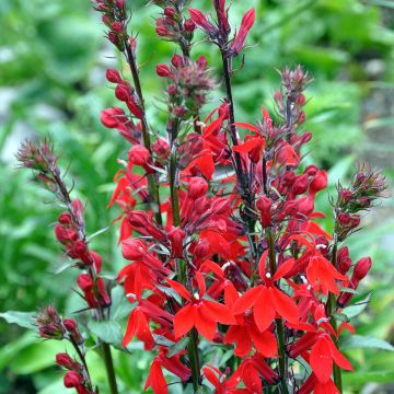 Lobélia speciosa Kompliment Tiefrot