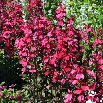 Lobelia speciosa Russian Princess