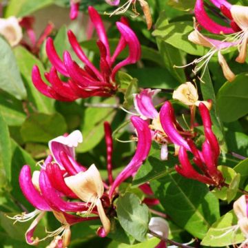 Madressilva-dos-bosques Fragrant Cloud® - Lonicera periclymenum