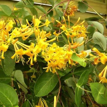 Lonicera Mandarin