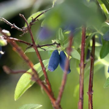 Lonicera caerulea var. kamtschatica Boreal Beauty