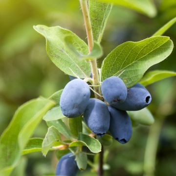 Lonicera caerulea var. kamtschatica Strawberry Sensation