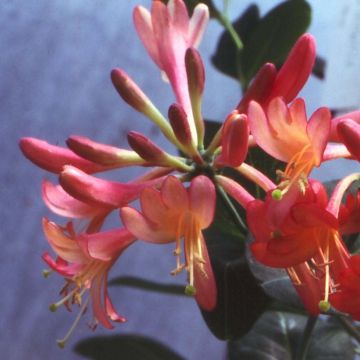 Lonicera Celestial