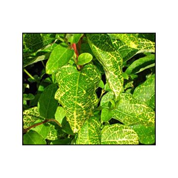 Madressilva-do-japão Aureoreticulata - Lonicera japonica