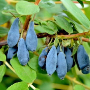 Madressilva azul Regina - Lonicera caerulea