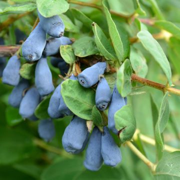 Madressilva azul Zojka - Lonicera caerulea