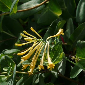 Madressilva-escarlate John Clayton - Lonicera sempervirens