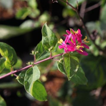 Lonicera tatarica Arnold Red