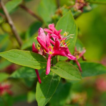Lonicera tatarica Hack's Red