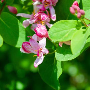Lonicera tatarica Rosea