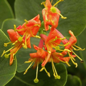 Madressilva Firecracker® - Lonicera × heckrottii