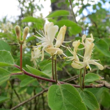 Lonicera xylosteum