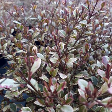 Lophomyrtus Golden Dragon