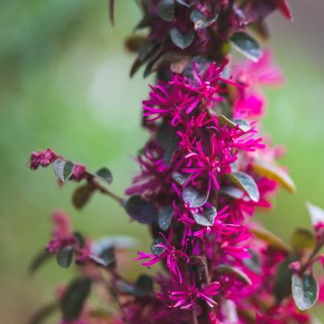 Loropetalum chinense var. rubrum Rose in Black