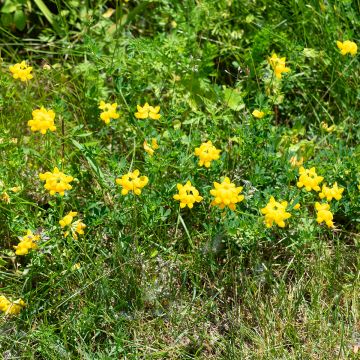Lotus corniculatus - Cornichão