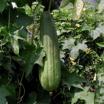Bucha-vegetal - Luffa cylindrica