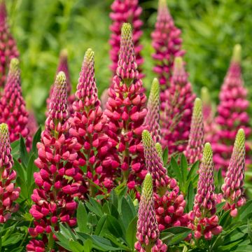 Lupinus Gallery Vermelho